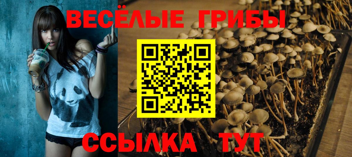 Псилоцибиновые грибы Psilocybe Новозыбков
